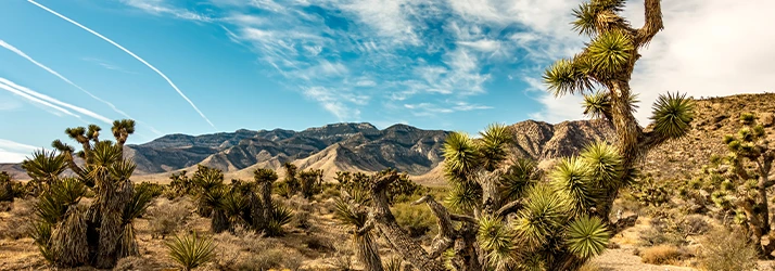 Trusted Chiropractor in East Las Vegas NV for Pain Relief and Better Mobility